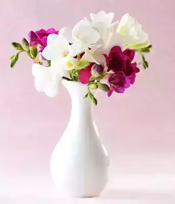 Send orchids online